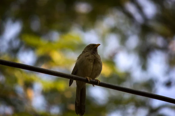 Selva Babbler Uma Espécie Sapinhos Também Conhecido Como Sete Irmãs — Fotografia de Stock