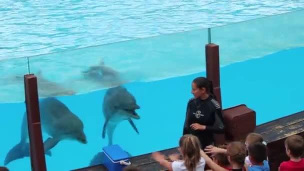 Інтелектуальний Дельфін Показує Аеробіка Грає Дітьми Координує Рухи Басейні Водою — стокове відео