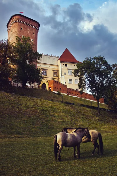 Krakow Polonya Ağustos 2015 Meşhur Wawel Kalesinin Önünde Çimlerin Üzerinde — Stok fotoğraf