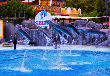 Malaga, İspanya: Benalmdena 'da küçük bir deniz parkı olan Selwo Marina' da yunus gösterisi