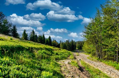 Bielsko Biala, South Poland: Wide angle shot of hiking track in the scenic mountain through green forest against dramatic clouds clipart