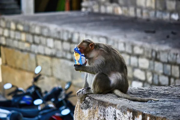 Mono Comiendo Papas Fritas Ciudad Bangalore Ubicada Sur India — Foto de Stock