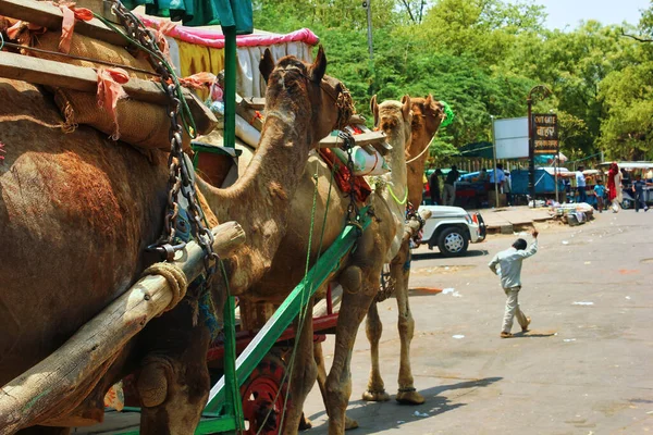 2012年 平成24年 5月12日 インド アグラ半径500M以内のガソリン車 ディーゼル車の禁止によりタジュマハル付近の観光客向けのラクダ車 — ストック写真