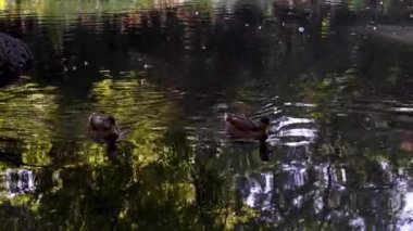 Gdansk, Kuzey Polonya: Yazın Oliwski parkında Mallard siyah ördek yüzme çifti