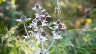 Eryngium heterophyllum Engelm 'in düşük açılı görüntüsü, Meksika Dikenli bitkisi olarak da bilinir, Gdansk, Kuzey Polonya' da yakalanmış.