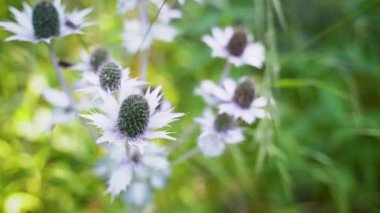 Eryngium heterofillum Engelm 'e yakın. Kuzey Polonya' nın Gdansk şehrinde yakalanan Meksika devedikeni olarak da bilinir.