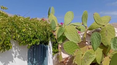 Rodos - Yunanistan: Ege Denizi 'ndeki Halki (Chalki) Adası, Pan kırsal dağ üzerine kurulmuş kente kaktüs vurdu