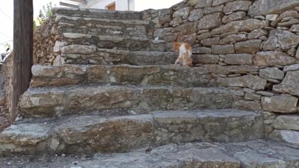 Rhodos Griekenland Zoomd Shot Van Een Kat Die Zichzelf Schoonmaakt — Stockvideo