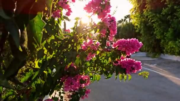 Rodos Yunanistan Çiçek Fabrikasının Sinematik Çekimi Altın Saat Boyunca Güneşin — Stok video