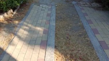 Rodos, Yunanistan: Akdeniz 'in gündüz mavi sularının ve yoğun rüzgar nedeniyle hareket eden bitkilerin görüntülerini yukarı eğ