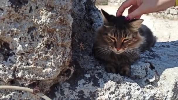 Ρόδος Ελλάδα Μια Γάτα Δρόμου Θέλει Είναι Κατοικίδιο Ζώο Και — Αρχείο Βίντεο