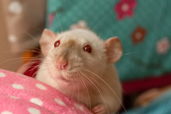 Beautiful Curious Pet Rat Close — Stock Photo, Image