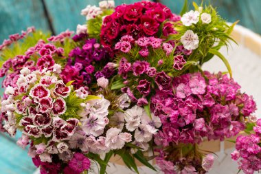 Pembe ve beyaz çiçek çeşitleri