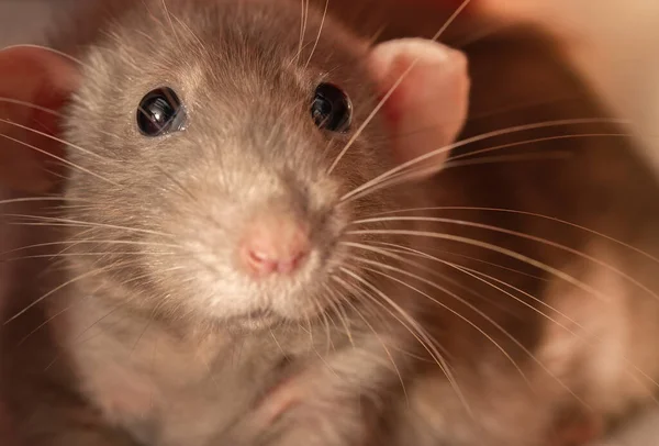 Adorable Rat Animal Brun — Photo