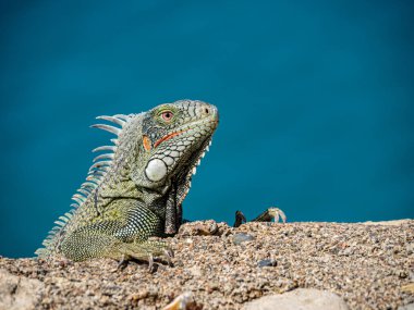 Curacao Iguana Hollanda Antilleri 'nde küçük bir Karayip Adası görüyor