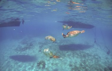 Vahşi Kaplumbağalar Karayipler 'deki Curacao Adası' nda balıkçıların iskelesinde yüzüyorlar. 