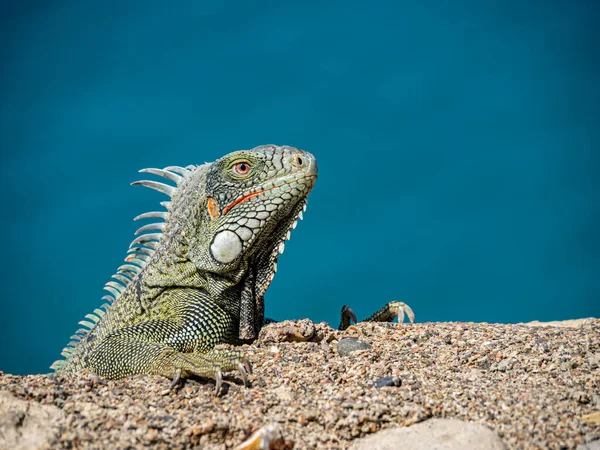 Curaçao Iguana Vues Sur Une Petite Île Des Caraïbes Aux — Photo