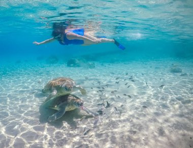 Karayip adası Curacao 'da türtellerle yüzmek