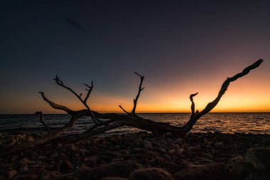 Gün batımında sahilde ölü bir ağaç.