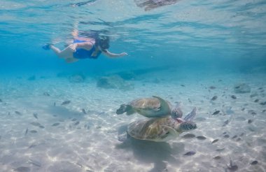 Karayip adası Curacao 'da türtellerle yüzmek