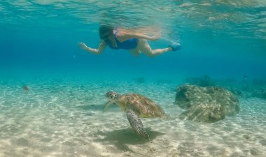 Karayip adası Curacao 'da türtellerle yüzmek