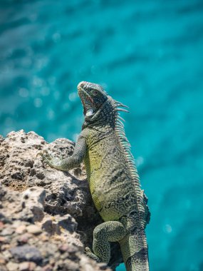 Curacao Iguana Hollanda Antilleri 'nde küçük bir Karayip Adası görüyor