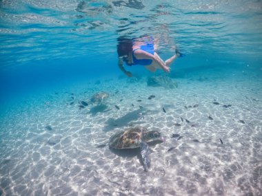 Karayip adası Curacao 'da türtellerle yüzmek