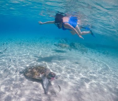Karayip adası Curacao 'da türtellerle yüzmek