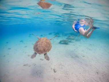 Karayip adası Curacao 'da türtellerle yüzmek