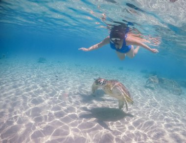 Karayip adası Curacao 'da türtellerle yüzmek
