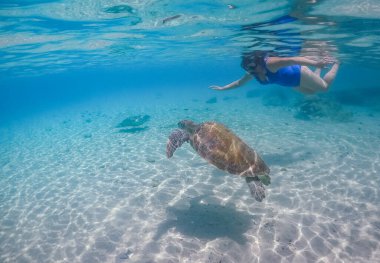 Karayip adası Curacao 'da türtellerle yüzmek