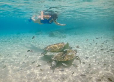 Karayip adası Curacao 'da türtellerle yüzmek
