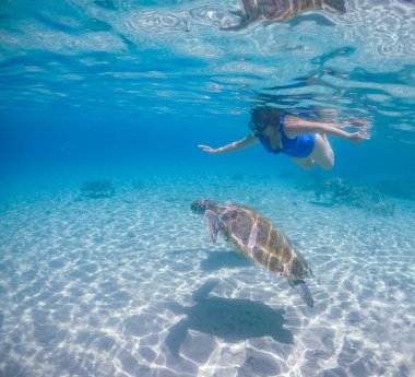 Karayip adası Curacao 'da türtellerle yüzmek