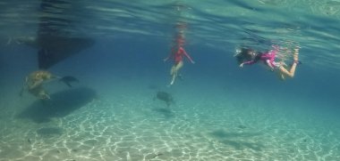 Karayip adası Curacao 'da türtellerle yüzmek