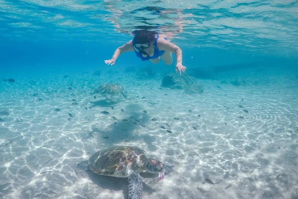 Nager Avec Des Turtels Sur Île Caribéenne Curaçao — Photo