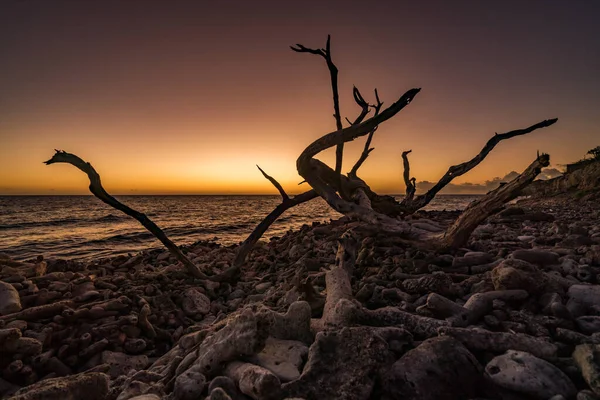 Árvore Morta Praia Durante Pôr Sol — Fotografia de Stock