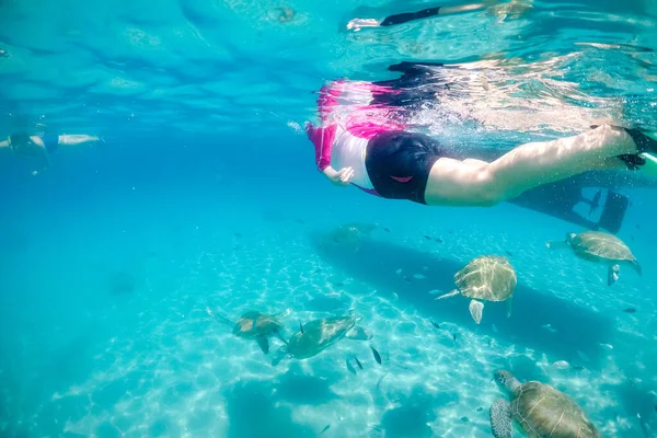 Nager Avec Des Turtels Sur Île Caribéenne Curaçao — Photo