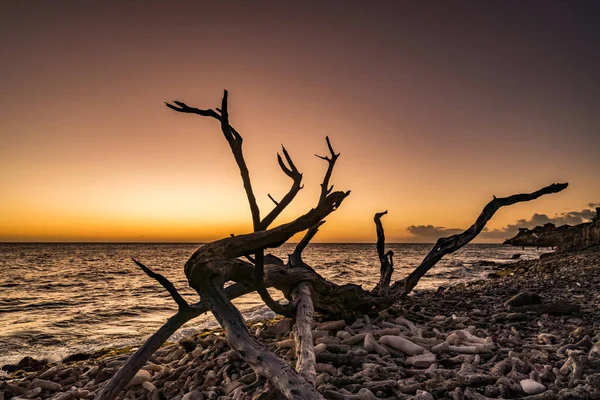 Árvore Morta Praia Durante Pôr Sol — Fotografia de Stock