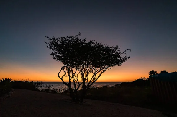 Silhouette Eines Baumes Strand Bei Sonnenuntergang — Stockfoto