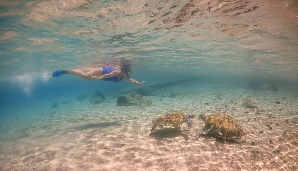 Плавание Черепахами Карибском Острове Кюрасао — стоковое фото