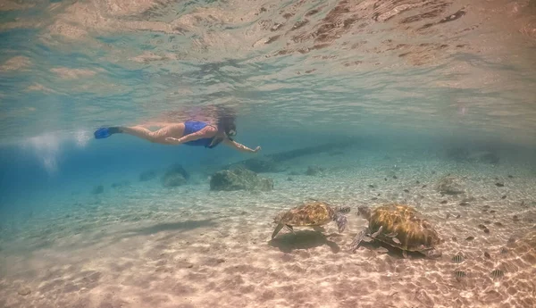 Nuoto Con Tartarughe Sull Isola Caraibica Curacao — Foto Stock