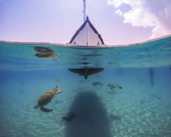 Nager Avec Des Turtels Sur Île Caribéenne Curaçao — Photo