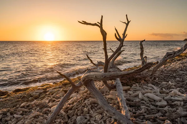 Árvore Morta Praia Durante Pôr Sol — Fotografia de Stock