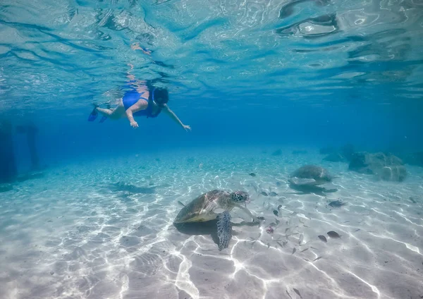 Plavání Želvami Karibském Ostrově Curacao — Stock fotografie