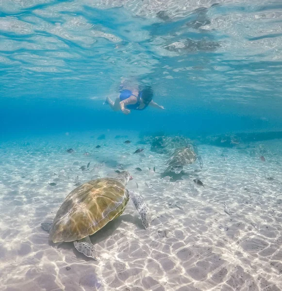 Plavání Želvami Karibském Ostrově Curacao — Stock fotografie