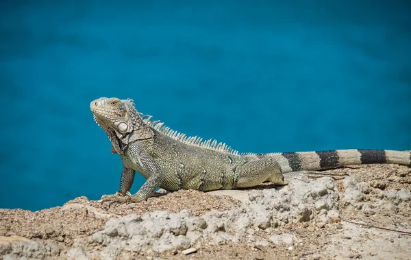 Curacao Iguana Néz Egy Kis Karib Sziget Holland Antillák — Stock Fotó