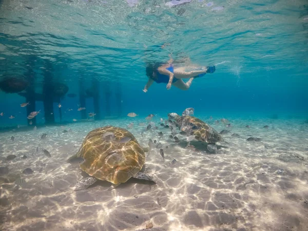 Плавание Черепахами Карибском Острове Кюрасао — стоковое фото