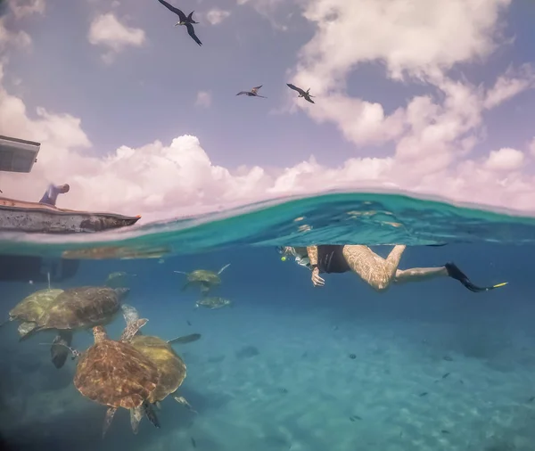 Nager Avec Des Turtels Sur Île Caribéenne Curaçao — Photo