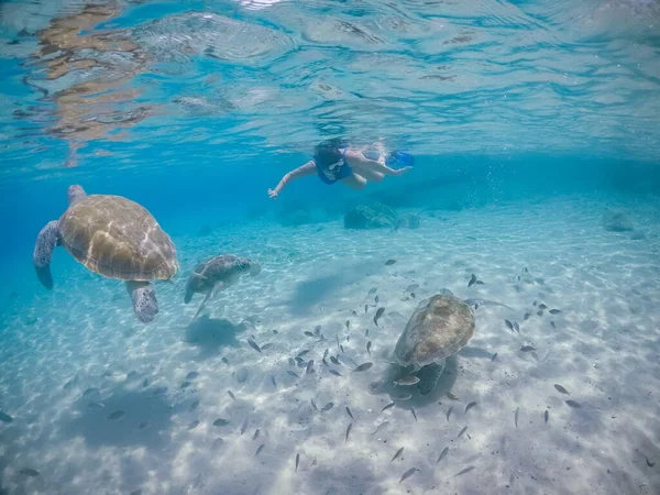 Plavání Želvami Karibském Ostrově Curacao — Stock fotografie