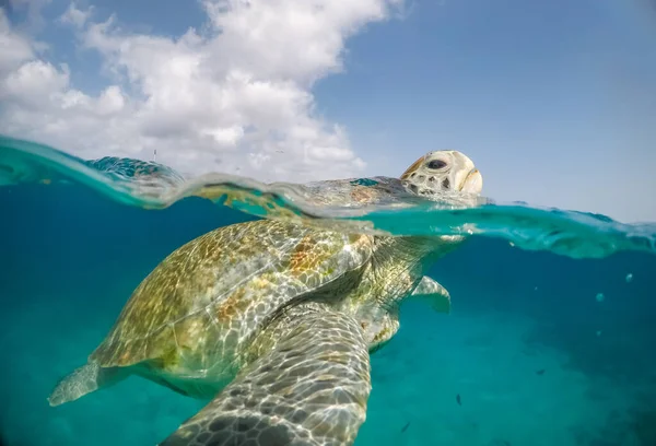 Nager Avec Des Turtels Sur Île Caribéenne Curaçao — Photo